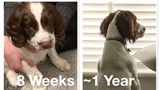 English Springer Spaniel - 8 Weeks to 1 Year