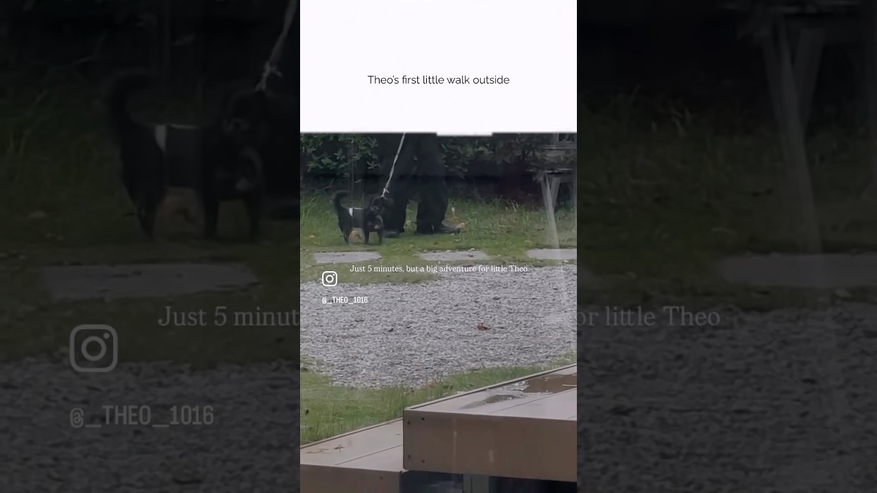 First time exploring the outdoors🌿Just 5 minutes, but a big adventure for little Theo🐾