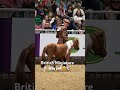 Did you see the British Miniature Horses at Horse of the Year Show last year? #HOYS #equestrian