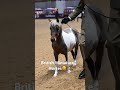 Did you see the British Miniature Horses at Horse of the Year Show last year? #HOYS #equestrian