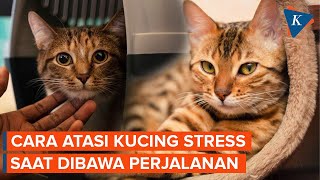 Kucing Peliharaan Bisa Stres Saat Diajak Mudik, Ini Ciri dan Cara Mengatasinya