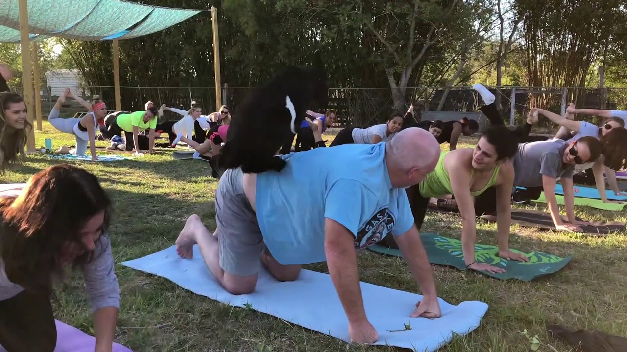 Baby Goat Yoga! YouTube