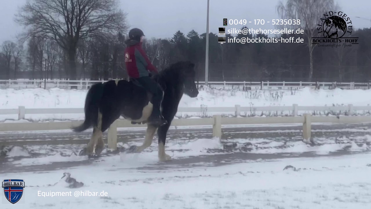 SOLD - Islandpferd - Islandpferd kaufen - Garpur frá Kornsá - TheHorseseller