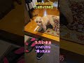 #トイプードル #シニア犬