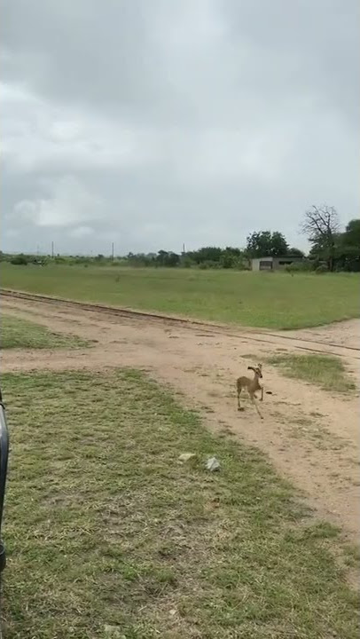 Cheetah chases a whole herd of Gazelles 🐆#speed #cheetah #shorts #2022