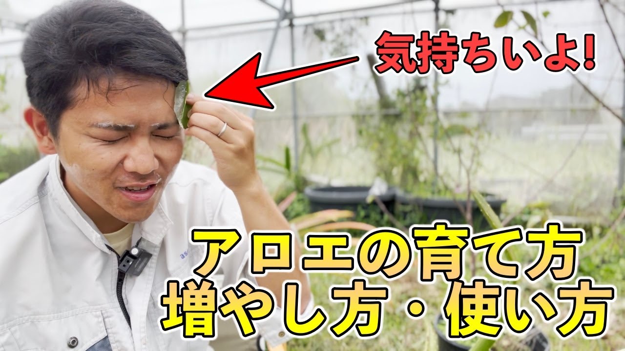 アロエの育て方，増やし方，使い方！僕は毎年これをやる．