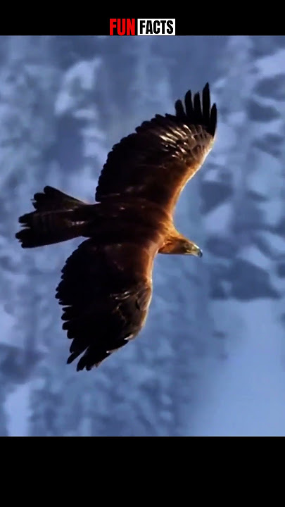 Golden Eagle: 7-Foot Wingspan & 200 MPH Killer Dive 🤯 #goldeneagle