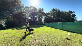 AKC Virtual Rally Novice AKC RNV2
