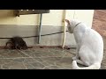 Wild rat has epic standoff with cat beastplanetchannel