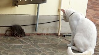 Wild Rat Has Epic StandOff With Cat @beastplanetchannel