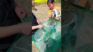 amazing Traditional Net Fishing Technique globaltv fishglobaltv fishing fishing