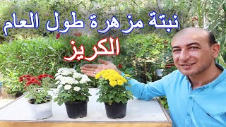 نبتة مزهرة طول العام - الكريز - الداوودي - الاراولا