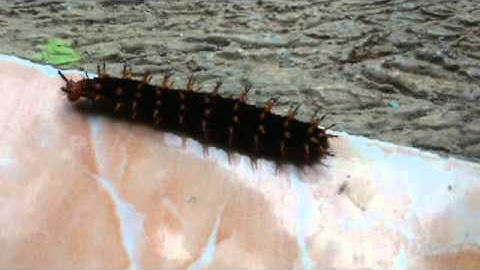 Caterpillar Sting so Don