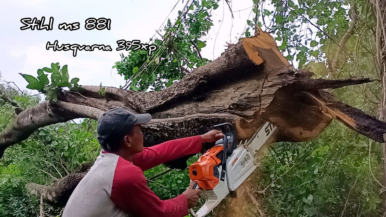 Cut down 2 trees like a Rock ! Stihl ms881 & Husqvarna 395xp chainsaw ...