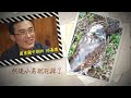 最脆弱的森林王者 「熊鷹」面臨滅絕危機｜TVBS新聞 @TVBSNEWS01