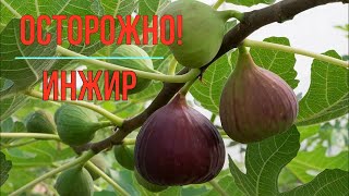 Чем коварен Инжир и другие факты о нём. 