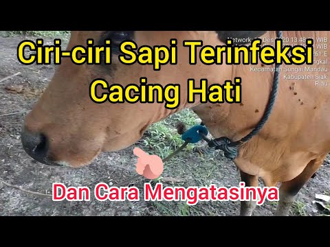 Video: Cacing Hati Pada Manusia, Sapi Dan Burung: Gejala Dan Pengobatan