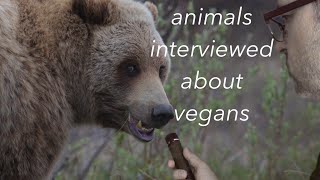 Interviewing the Animals: What do they think about vegans?