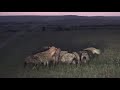 Spotted hyenas feeding on a wildebeest carcass