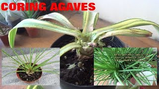 The Plant Traveller:  Coring Agaves  produce more pups