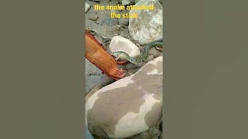 the snake attacked the stick #shorts #snake #attack #jungle_adventure_vlog
