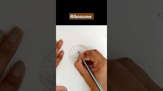 how to draw lysosome#lysosome  #nephron #science #biology #art