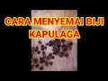 cara semai biji kapulaga # 1. Budidaya kapulaga