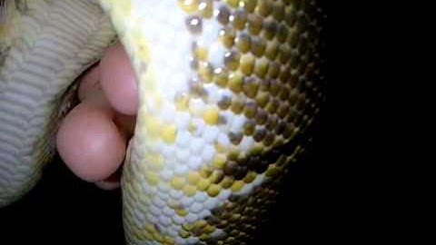 Spider Ball Python (FIRST SNAKE!)