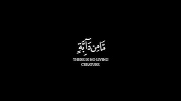 إني توكلت على الله ربي وربكم ~ كرومات قرآن كريم ~ مشاري فالح حالات واتس