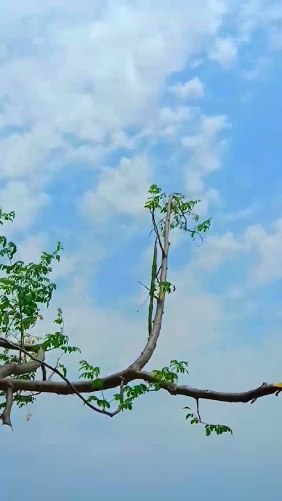 முருங்கைக் கீரை #shorts #shortsfeed #youtubeshorts #ytshorts #nature # ...