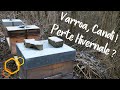 Varroa candi et perte hivernale 