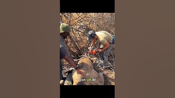 Tại sao phải cưa sừng tê giác?