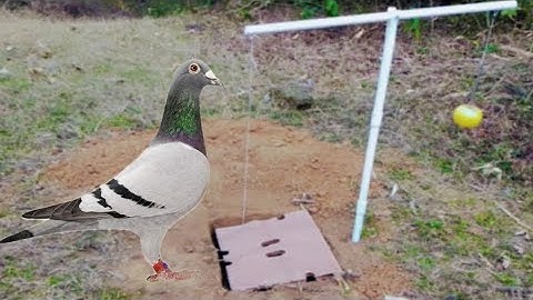 Easy Bird Trap using blue pipe cardboard and a apple  fruit / pigeon trap