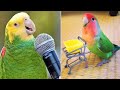 Smart and funny parrots parrot talkings compilation 2024  cute birds 8