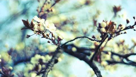 سورة القلم علي جريد العنزي