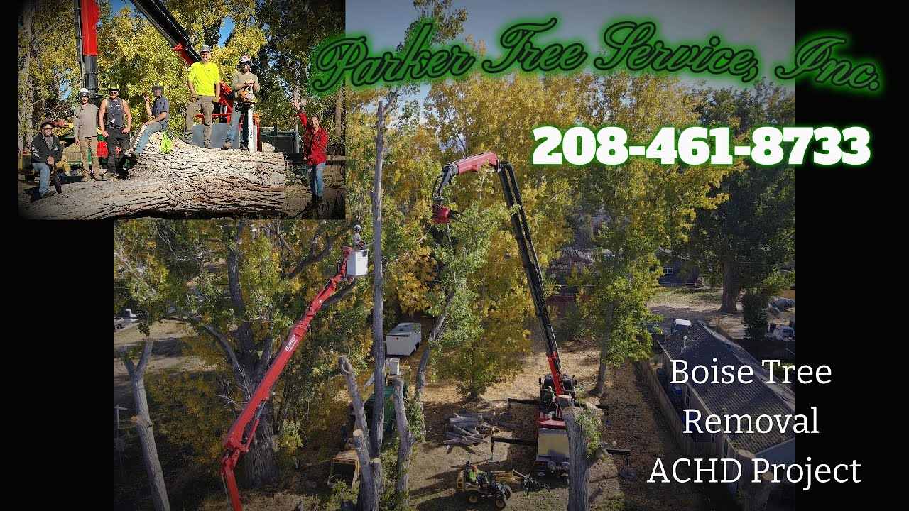Professional Tree Removal Project for ACHD I Parker Tree Service, Inc ...