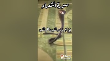 ما تيسر من سورة الشعراء وأروع قصص النبي موسى مع فرعون الطاغية