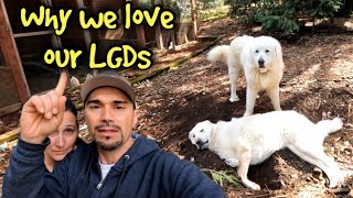 We couldn't do it without our Great Pyrenees by SplittinTracks Pheasantry 544 views 2 months ago 21 minutes