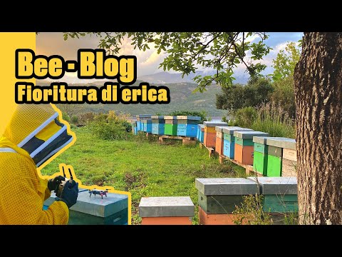 Video: Come Fare Il Miele Di Erica