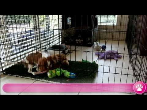 How to Set Up a Long–Term Puppy Confinement Area