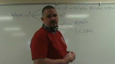 Cell Differentiation Part 2