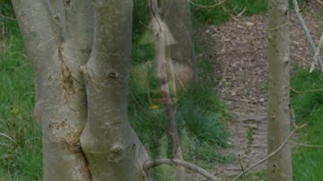 Portrait and Trees - Video art - Cyberlink and Behringer eurorack