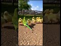 Parrot And Chickadees LOL 😂