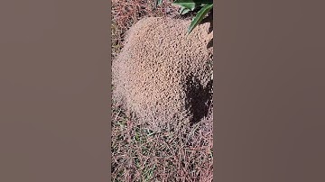 Thumbnail of Must See!! Fire Ants VS My Hand!😵😬 #viral #shortvideo #shorts #ants #dangerous