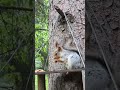 Малыш и Белка-мама #squirrel #nature #wildlife #animals #природа #белка