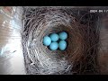 Live  bluebird nest from maryland hatchlings