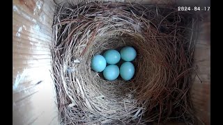 LIVE  Bluebird Nest from Maryland (5 eggs)