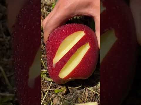 تفاح احمر فواكه نبات تفاح احمر