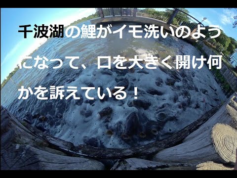 無数の鯉が口を大きく開けて、イモ洗いのようになって何かを訴えている！The carp opens its mouth wide and complains about something! 　3D