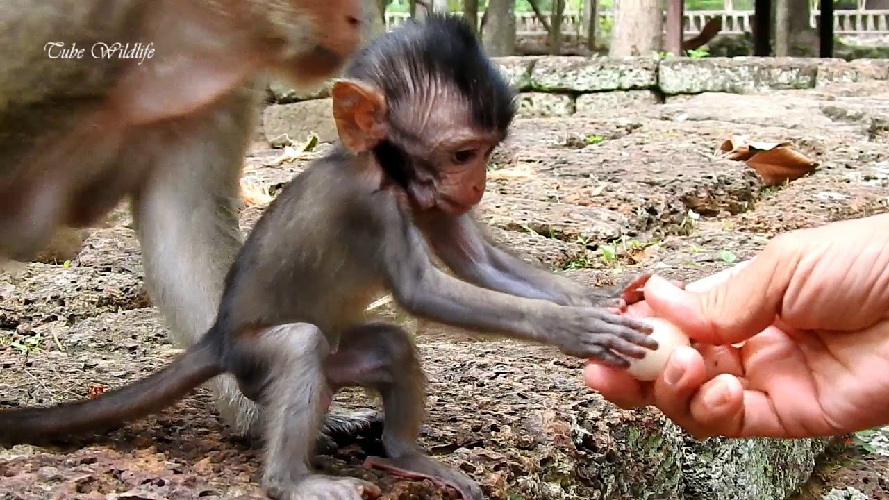 petco hours Cameraman tries best feeding fruits to poorest & skinny baby DANIELA/ DANIELA is torturing every day